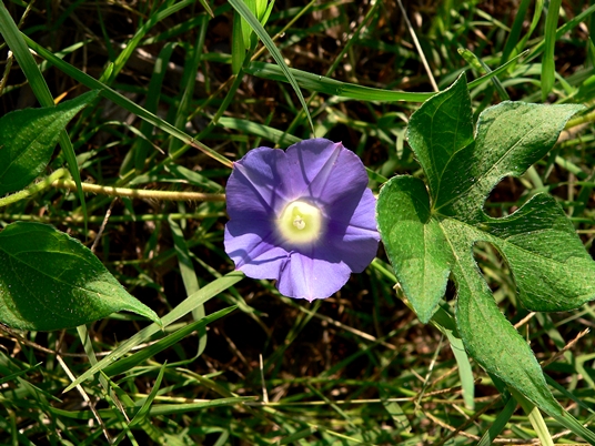 {Ipomoea hederacea}